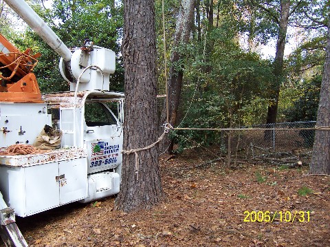 Pine Tree 008 Medium Web view.jpg